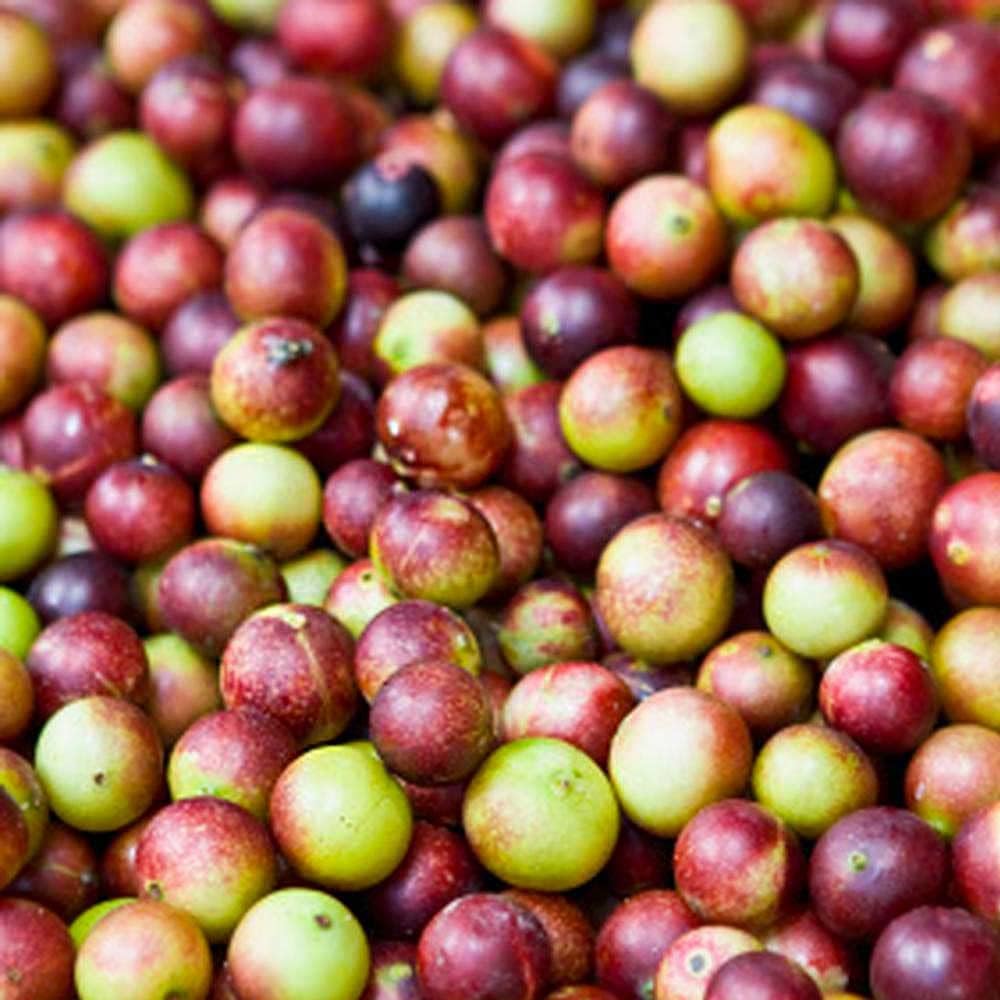 amazon-andes-camu-camu-fruit-powder-myrc-5.jpg
